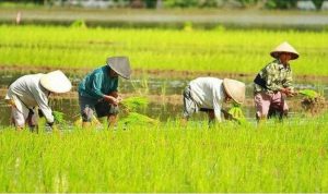 Para petani saat di sawah, BP/MR