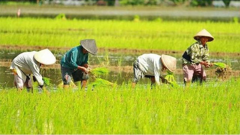Para petani saat di sawah, BP/MR