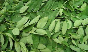 Daun katuk bermanfaat cegah stunting dan memperlancar ASI, BP/MOIM.