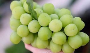 Anggur Muscat, BP/LPT.