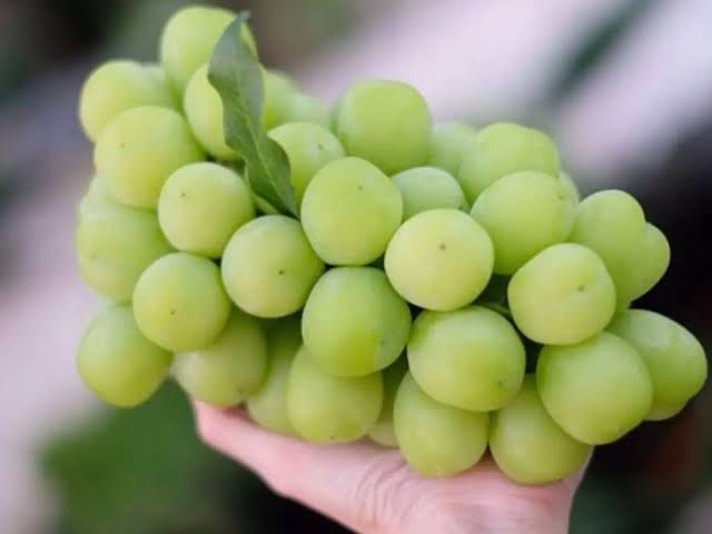 Anggur Muscat, BP/LPT.