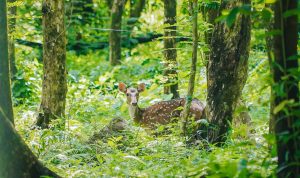 Rusa totol menjadi satwa unik di taman cadika medan, BP/SM