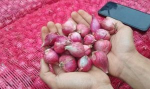 Harga Komoditas Pangan Naik per Senin (11/11), Bawang Putih Tembus Rp36.410 per Kg