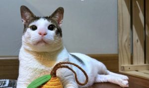 Bobby Kertanegara, Kucing Peliharaan Prabowo Subianto yang Bikin Gemas