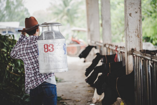 Pemerintah Mendorong Koperasi Peternak Boyolali Bangun Pabrik Susu Sendiri Pasca Aksi Buang Susu (Kompas.com)