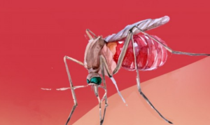 Waspada DBD! Kemenkes Imbau Masyarakat Tingkatkan Kewaspadaan di Musim Hujan: 3M Plus Wajib Dilaksanakan (Metrotvnews.com)