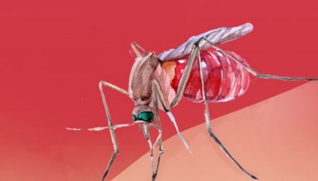 Waspada DBD! Kemenkes Imbau Masyarakat Tingkatkan Kewaspadaan di Musim Hujan: 3M Plus Wajib Dilaksanakan (Metrotvnews.com)