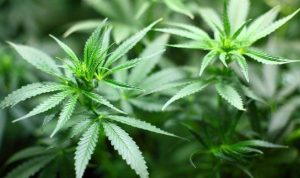 Empat Pelajar Medan Kepergok Konsumsi Ganja Saat Jam Sekolah