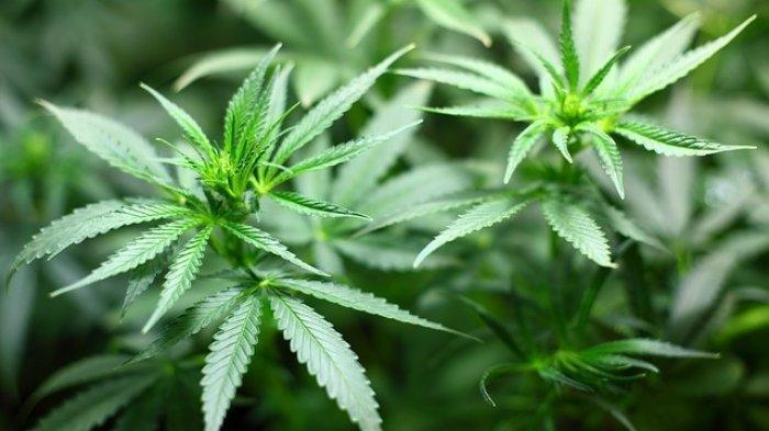 Empat Pelajar Medan Kepergok Konsumsi Ganja Saat Jam Sekolah