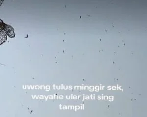 Fenomena Ribuan Ulat Jati di Gunungkidul Hebohkan Warga