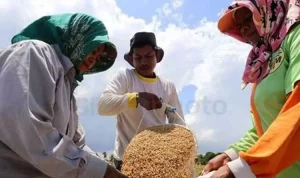 Para petani memasukkan gabah ke dalam karung. Pada April 2021, harga tertinggi Gabah Kering Panen (GKP) di Sumatera Utara mencapai Rp5.818 per kilogram, BP/SP.