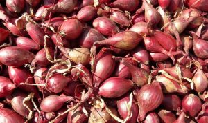 Harga Komoditas Pangan Fluktuatif, Bawang Merah Naik Signifikan