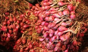 Harga Pangan Naik Signifikan, Bawang Merah Tembus Rp32.240 per Kg