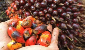 Kenaikan Harga CPO Dipicu oleh Permintaan Global, Terutama dari India dan Tiongkok