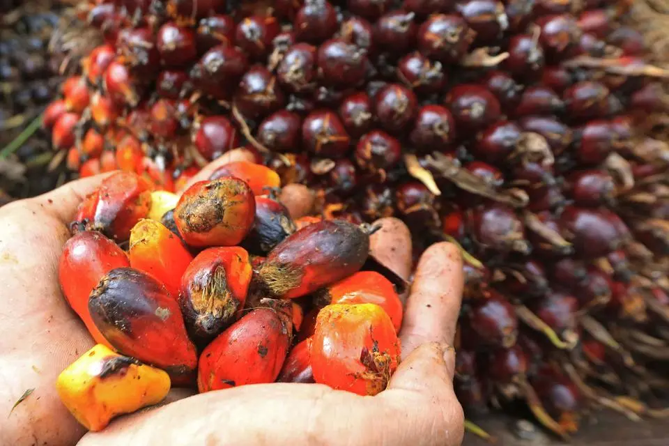 Kenaikan Harga CPO Dipicu oleh Permintaan Global, Terutama dari India dan Tiongkok