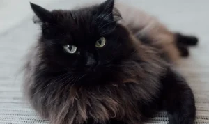 Kontroversi Adegan Kucing Hitam di Sinetron Thailand Mae Yuhua, Netizen Protes