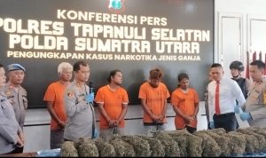 Polres Tapanuli Selatan Gagalkan Penyelundupan 22 Kg Ganja, Empat Pelaku Ditangkap