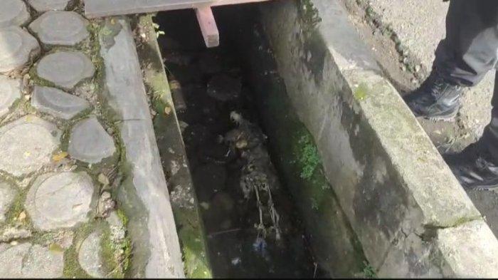 Heboh! Warga Ancol Temukan Tengkorak saat Gali Septic Tank (TEMPO.CO)