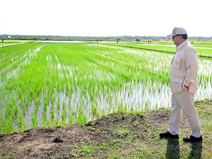 Presiden Prabowo Subianto tinjau langsung panen dan tanam padi di Merauke (3/10/2024). BP/MTR.