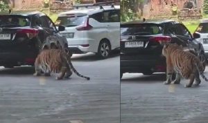 Taman Safari Indonesia Bogor Imbau Pengunjung Patuhi Aturan Setelah Insiden Ban Mobil Digigit Harimau