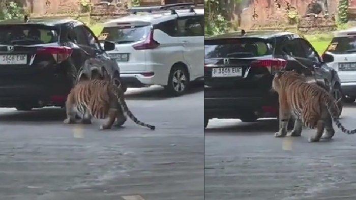 Taman Safari Indonesia Bogor Imbau Pengunjung Patuhi Aturan Setelah Insiden Ban Mobil Digigit Harimau