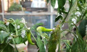 Insektisida Organik dan Kimia untuk Mengatasi Kutu Putih pada Tanaman Cabai