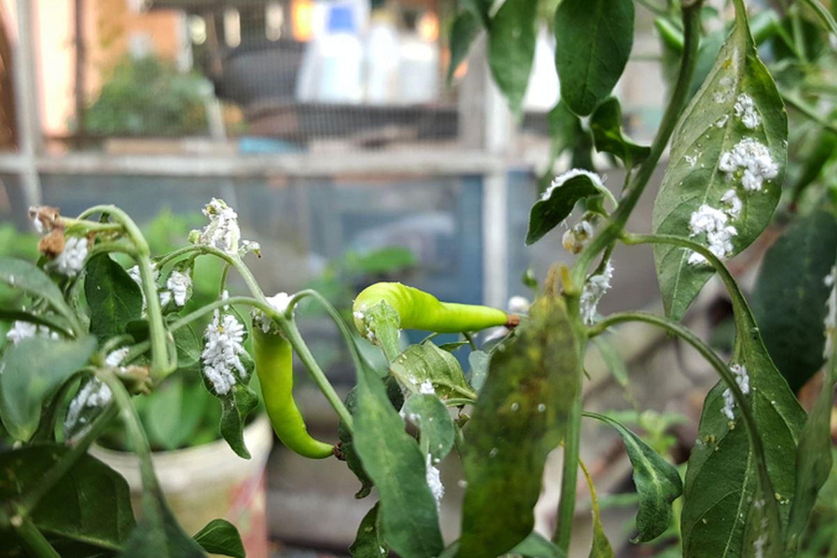 Insektisida Organik dan Kimia untuk Mengatasi Kutu Putih pada Tanaman Cabai