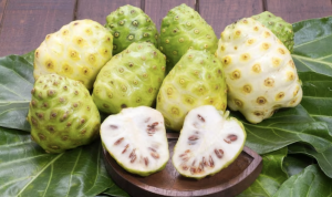 Mengkudu: Minuman Herbal dengan 8 Manfaat Kesehatan yang Luar Biasa