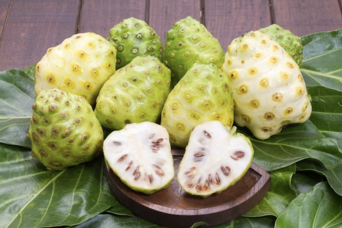 Mengkudu: Minuman Herbal dengan 8 Manfaat Kesehatan yang Luar Biasa