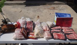 Pemusnahan Daging Babi oleh Karantina Papua Selatan untuk Cegah ASF