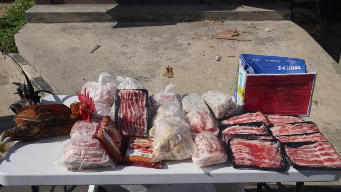 Pemusnahan Daging Babi oleh Karantina Papua Selatan untuk Cegah ASF