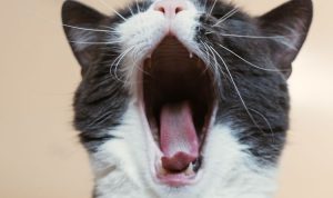 Mulut Kucing Bau? Temukan Penyebab dan Cara Ampuh Mengatasinya!