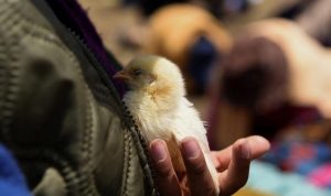 Insiden Mengerikan: Pria India Tewas Usai Menelan Anak Ayam