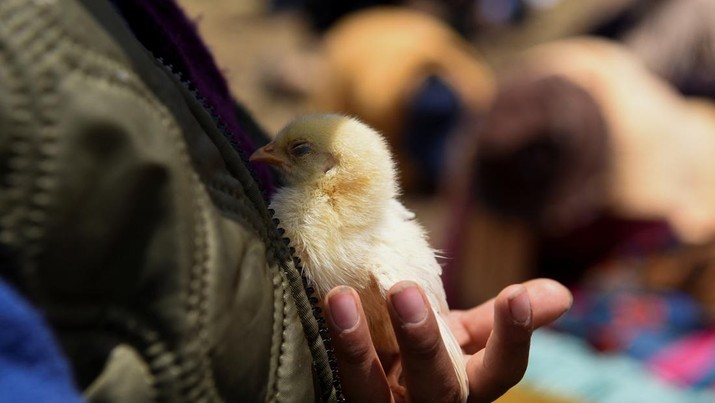 Insiden Mengerikan: Pria India Tewas Usai Menelan Anak Ayam