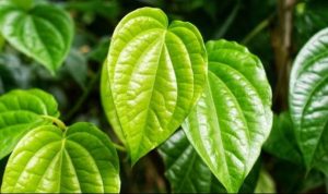 Manfaat Kesehatan Daun Sirih: Dari Sakit Kepala hingga Diabetes