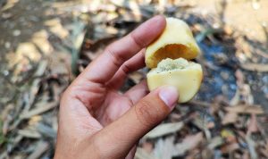 Manfaat Kesehatan Buah Salak: Dari Energi Hingga Kesehatan Pencernaan