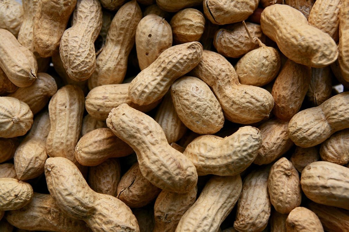 Betulkah Kacang Tanah Bikin Asam Urat? Temukan Fakta dan Mitosnya