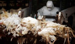 Krisis Flu Burung: Perlunya Penutupan Peternakan Industri