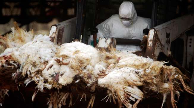 Krisis Flu Burung: Perlunya Penutupan Peternakan Industri