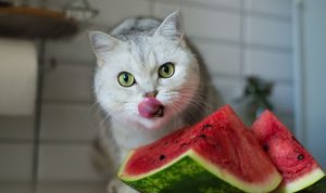Buah untuk Kucing yang Aman Dikonsumsi, Tips dan Peringatannya
