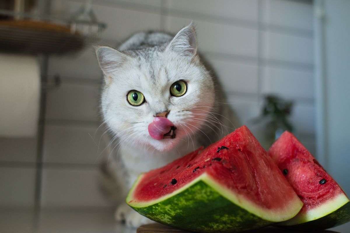 Buah untuk Kucing yang Aman Dikonsumsi, Tips dan Peringatannya