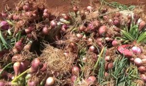 Update Harga Pangan Terkini, Berikut Daftar Harga Terbaru Februari 2025