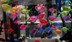 Ikan Hias Disuntik Pewarna, Netizen Geram dan Resah
