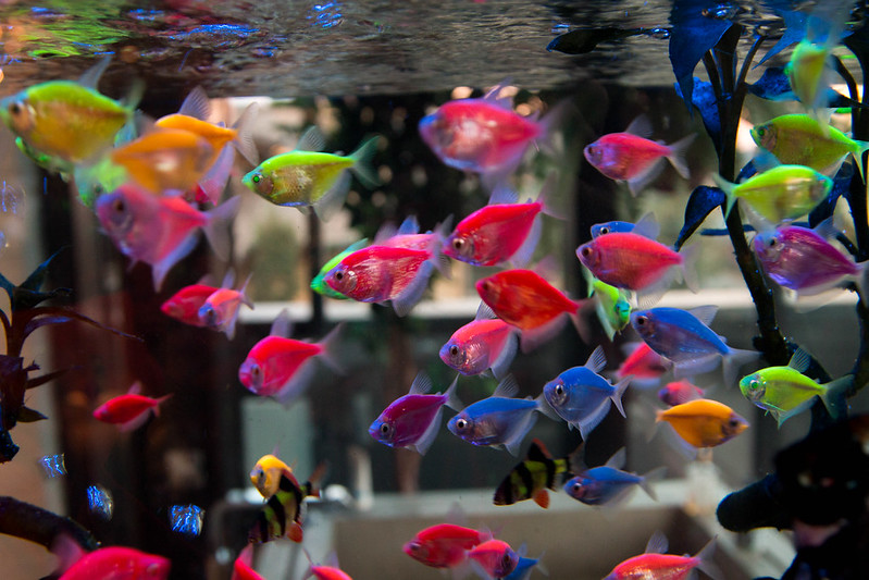 Ikan Hias Disuntik Pewarna, Netizen Geram dan Resah