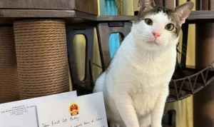 Kucing Kesayangan Presiden Prabowo Subianto Dapat Kado Istimewa dari Kedutaan Besar China