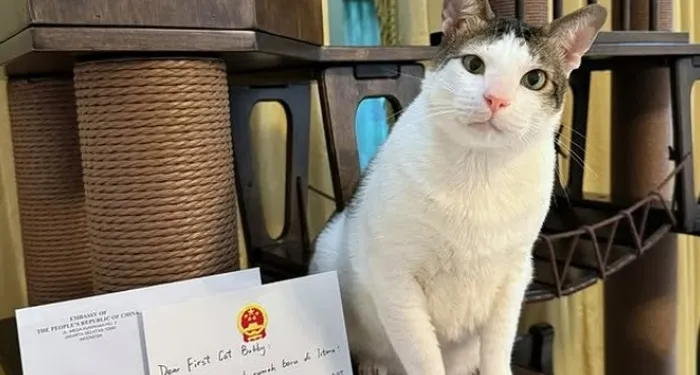 Kucing Kesayangan Presiden Prabowo Subianto Dapat Kado Istimewa dari Kedutaan Besar China