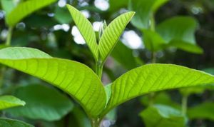 Manfaat Daun Jambu Biji untuk Kesehatan