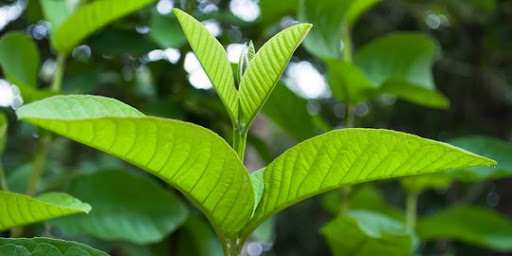 Manfaat Daun Jambu Biji untuk Kesehatan