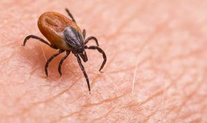 Mengenal Sarcoptes Scabiei dan Cara Mencegah Penyakit Scabies