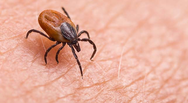 Mengenal Sarcoptes Scabiei dan Cara Mencegah Penyakit Scabies